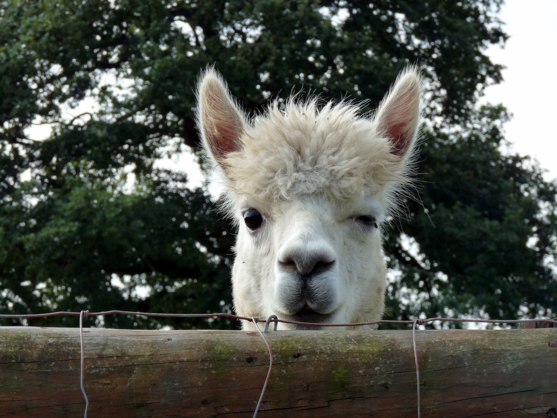 Llama antibodies have a great potential in coronavirus treatment, new research shows